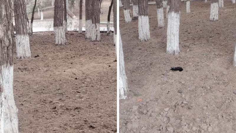 Şəhərdə sirli ölüm: Sumqayıtda qarğalar niyə tələf olur?