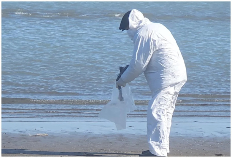 Sumqayıtda quşlar tələf olur - AQTA hərəkətə keçdi