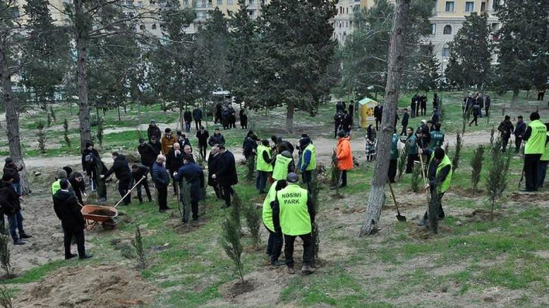 Sumqayıtda ağacəkmə aksiyası keçirildi