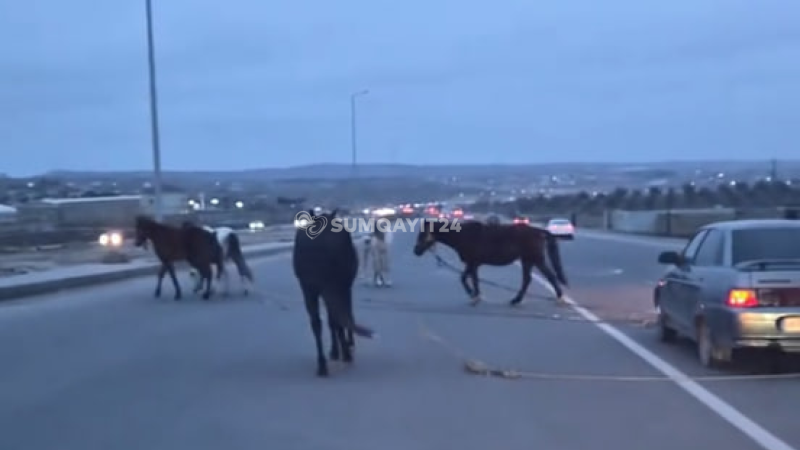 Sarayda gözlənilməz mənzərə: Yolda atlar peyda oldu