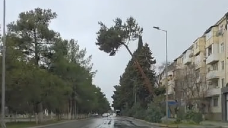 Sumqayıtda aşmaq üzrə olan ağac - ŞİKAYƏT
