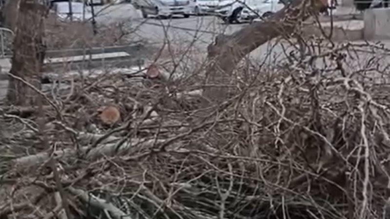 Sumqayıtda ağacı budadılar, ərazini təmizləmədən getdilər