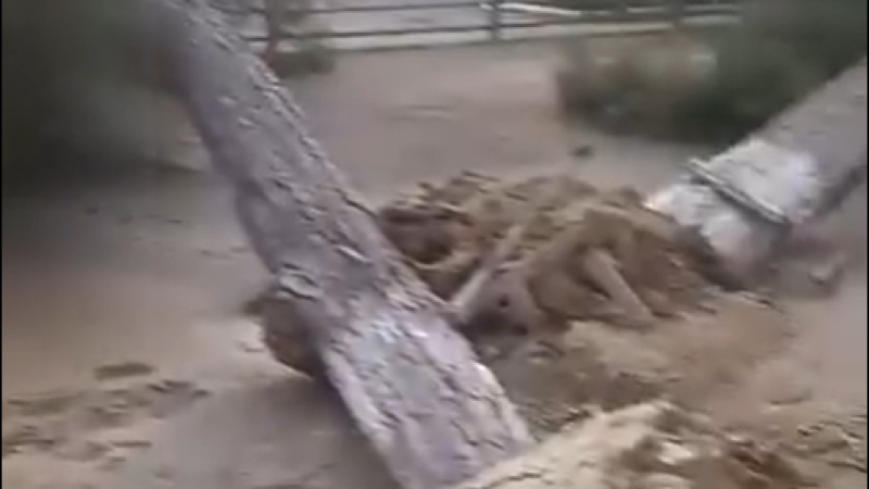 Əyri Dom arxasında ağac vandallığı - İDDİA