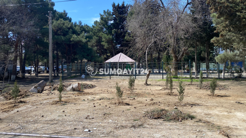 Sumqayıtda aşan ağacların yerinə 10 FİDAN ƏKİLDİ