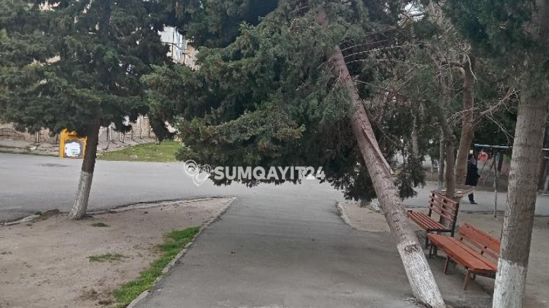 Gözləyirlər ki, kimsə ağacın altında qalsın - ŞİKAYƏT