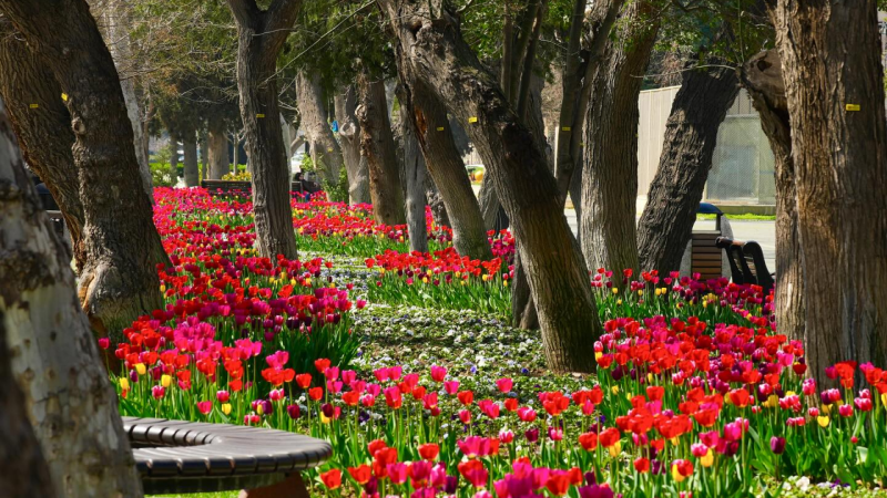 Sumqayıtda yaşıllıqların salınmasına milyon manat vəsait ayrılır