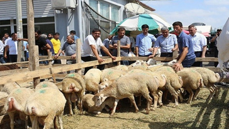 Sumqayıtda qurbanlıq heyvanların satışı və kəsimi bu ünvanlarda olacaq
