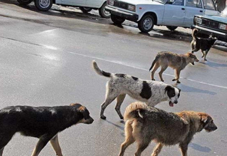 Coratda məktəbli qız küçə itlərinin hücumuna məruz qaldı