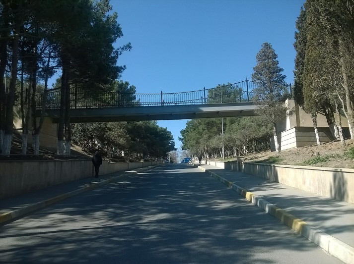 Sumqayıtda ağacları daha kəsə bilməyəcəklər