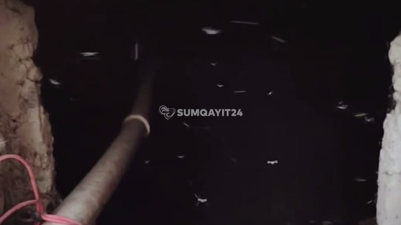 Üfunət qoxusu, həşərat basqını - Sumqayıtdan ŞİKAYƏT