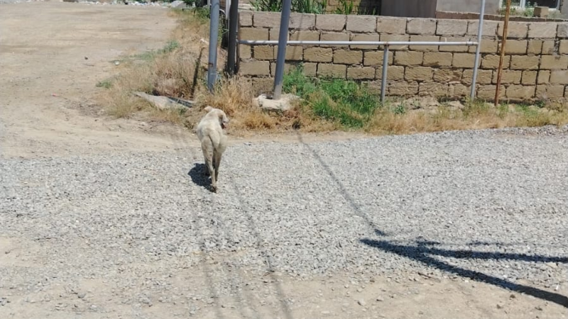 Sarayda itlər yeniyetməyə cumdu - Vəziyyəti AĞIRDIR