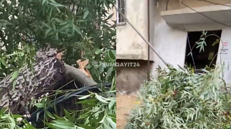 Sumqayıtda ağacın budağı qaz borusunun üstünə aşdı
