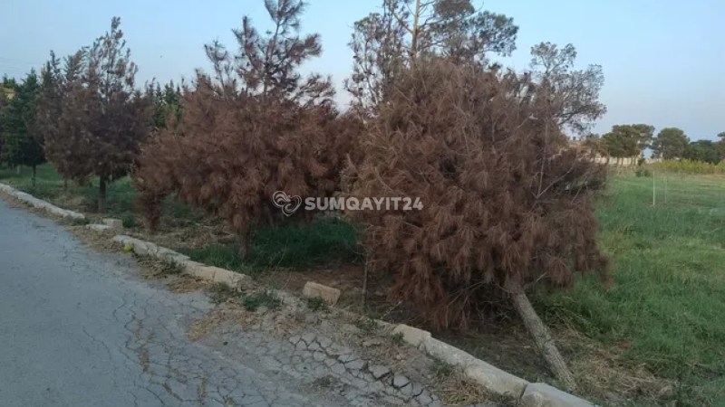 Sumqayıt parkında yaşıllıq əvəzinə qurumuş ağaclar…