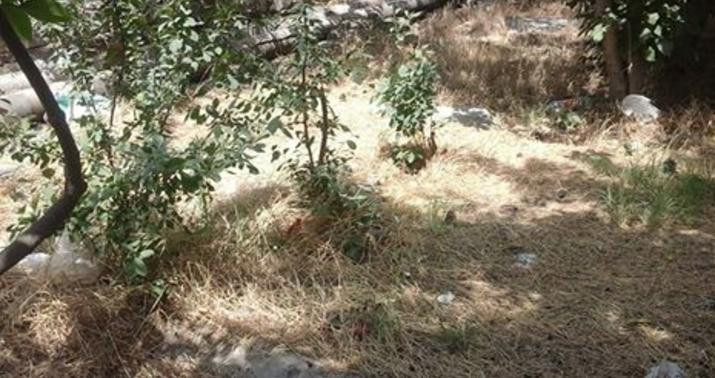 Sumqayıtın iki küçəsində yaşıllıqlar məhv edilib