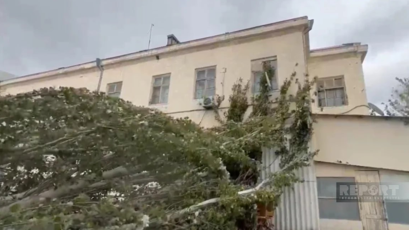 Sumqayıtda ağac peşə liseyinin üzərinə aşıb