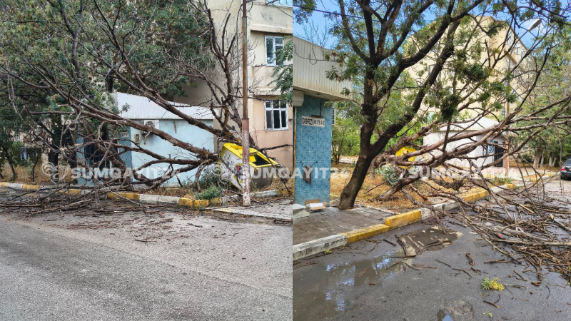 Ceyranbatanda ağaclar yola aşdı, hərəkət çətinləşdi