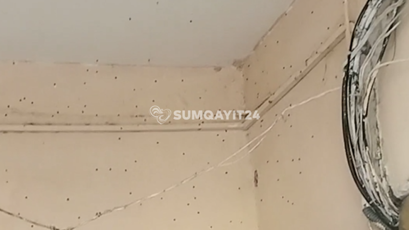 Sumqayıtda yaşayış binasını həşərat basıb