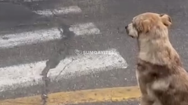 Sumqayıtda it yolu belə keçdi