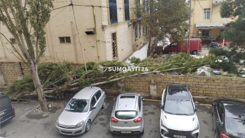 Sumqayıtda günlərdir aşan ağacdan şikayət