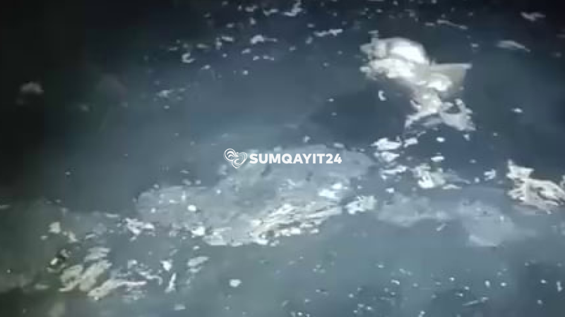 Sumqayıtda binanın zirzəmisində acınacaqlı durum