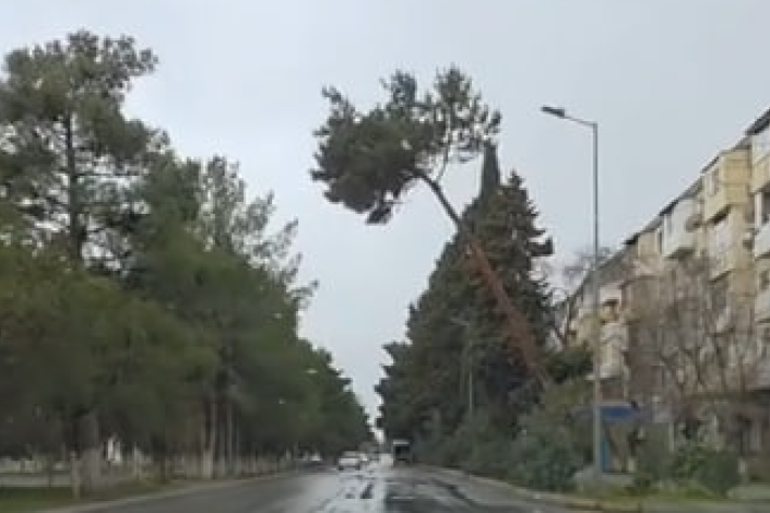 Sumqayıtda aşmaq üzrə olan ağac - ŞİKAYƏT