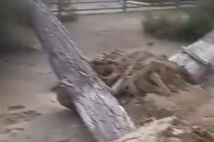 "Əyri dom"da ağac qətliamı ilə bağlı RƏSMİ AÇIQLAMA