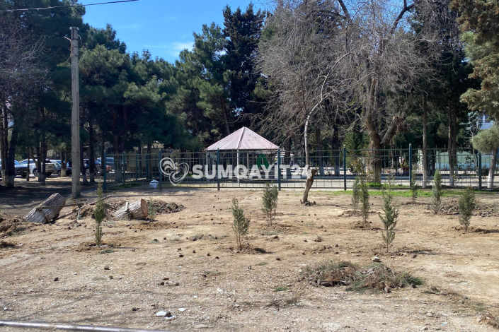 Sumqayıtda aşan ağacların yerinə 10 FİDAN ƏKİLDİ