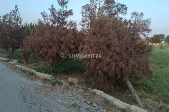 Sumqayıt parkında yaşıllıq əvəzinə qurumuş ağaclar…