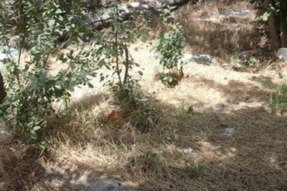 Sumqayıtın iki küçəsində yaşıllıqlar məhv edilib