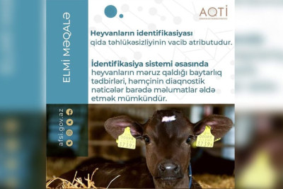 Sumqayıtda AQTA heyvanların identifikasiyası həyata keçirir