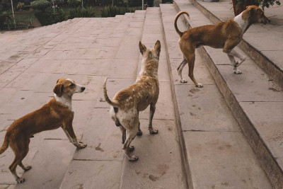 Sumqayıtda heyvanlar üçün klinika və sığınacaqlar yoxdur