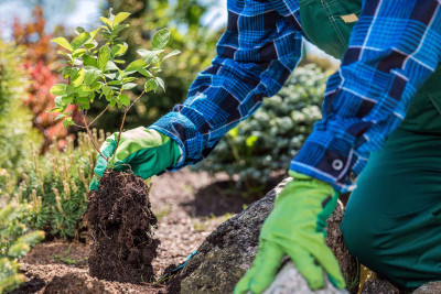 Sumqayıtda yaşıllaşdırma işləri davam edir