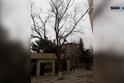 Sumqayıda 5-ci mikrorayon ərazisində piyadalar ağacın altından keçməyə qorxurlar