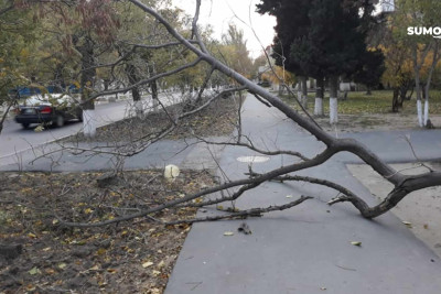 Sumqayıtda ağac qırılaraq piyada yolunu kəsib
