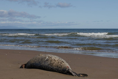 Sumqayıt sahilində daha bir ölü su iti tapılıb