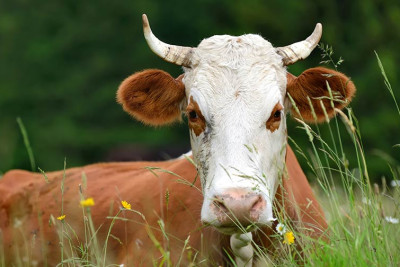 Sumqayıt şəhər sakini Qubada saxlanılıb