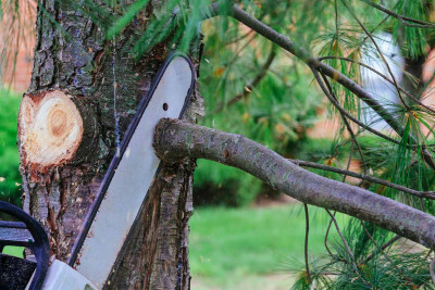 Sumqayıt: Şəhidlər xiyabanı ətrafında ağac kəsilib