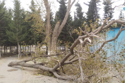 Sumqayıtda daha bir ağac gövdəsindən sınıb
