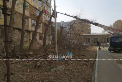 Sumqayıt: 10-cu mikrorayonda ağaclar budanıb