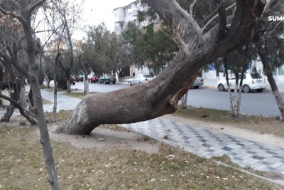 Sumqayıt: aşmaq üzrə olan ağac sakinləri narahat edir