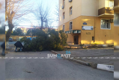 Sumqayıt: ağac gövdəsindən sınaraq yolu bağlayıb