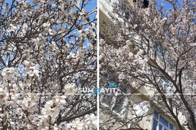 Sumqayıtda gözoxşayan təbiət “möcüzə”si: ərik ağacı yanvar ayında çiçək açıb
