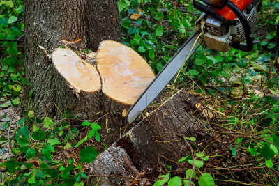 Sumqayıt: vəzifəli şəxslərin səhlənkarlığı nəticəsində ağaclar kəsilib