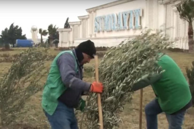 Sumqayıtın mərkəzi küçəsində yaşıllaşdırma işləri aparılır