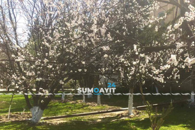 Tağıyev qəsəbəsində ağac gövdələri əhənglənib