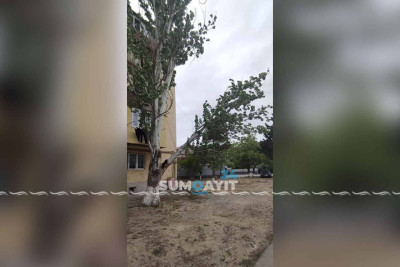 5-ci mikrorayon sakinlərini hər an aşa biləcək ağac narahat edir