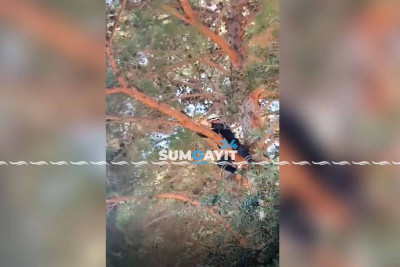 Sumqayıtda xilasedicilər pişik balasını bələ qurtardılar