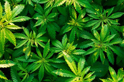 Sumqayıt: çay evinin həyətində çətənə kolları yetişdirilib