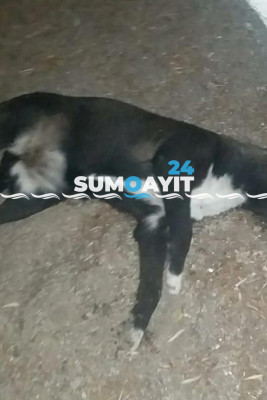 Sumqayıtda itləri zəhərlədilər, daha sonra zibil qutusuna atdılar