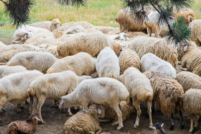 Sumqayıt şəhərində qurbanlıq heyvanların satış və kəsimi ünvanları məlum olub